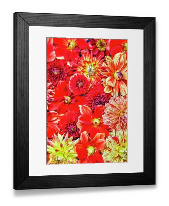 Framed Print : USA, Washington State, Issaquah. Dahlias on display Framed Print : USA, Washington State, Issaquah. Dahlias on display