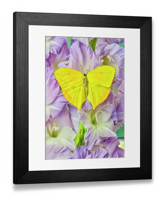 Framed Print : USA, Washington State, Issaquah. Butterfly on flowers