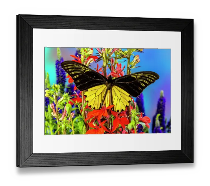 Framed Print : USA, Washington State, Issaquah. Butterfly on flowers