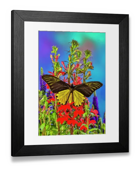 Framed Print : USA, Washington State, Issaquah. Butterfly on flowers Framed Print : USA, Washington State, Issaquah. Butterfly on flowers