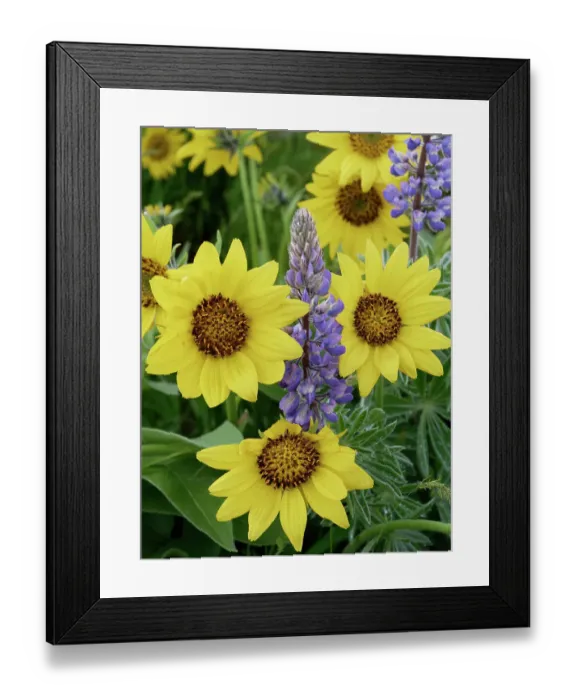 Framed Print : Spring wildflowers in full bloom on Dalles Mountain in Columbia Hills State Park Framed Print : Spring wildflowers in full bloom on Dalles Mountain in Columbia Hills State Park