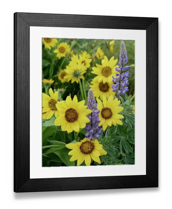 Framed Print : Spring wildflowers in full bloom on Dalles Mountain in Columbia Hills State Park Framed Print : Spring wildflowers in full bloom on Dalles Mountain in Columbia Hills State Park