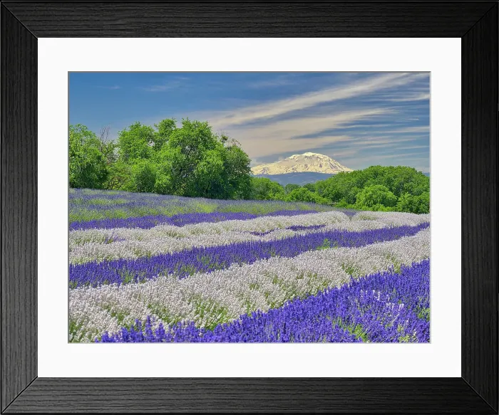 Framed Print : Lavender fields near the town of Zillah and a view of Mt. Adams