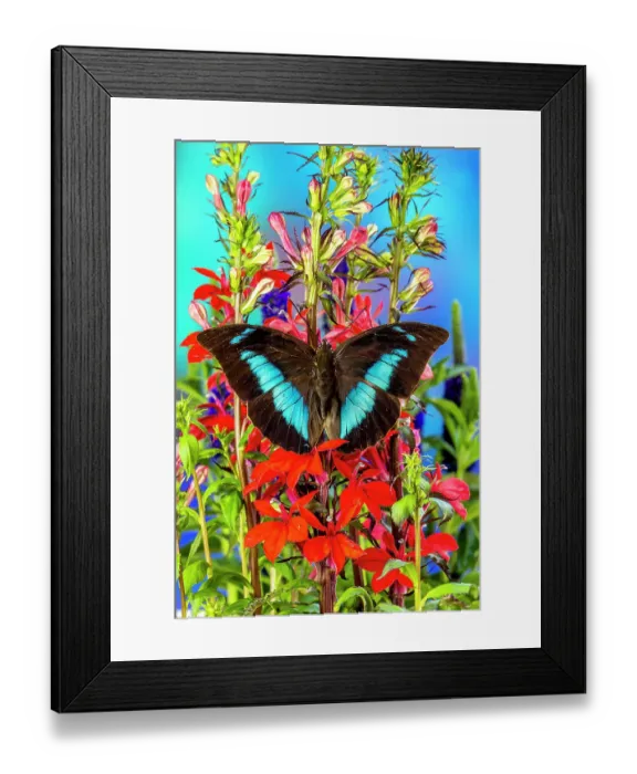 Framed Print : USA, Washington State, Issaquah. Butterfly on flowers