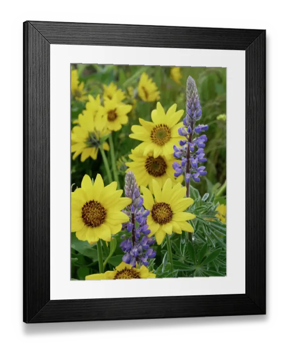 Framed Print : Spring wildflowers in full bloom on Dalles Mountain in Columbia Hills State Park Framed Print : Spring wildflowers in full bloom on Dalles Mountain in Columbia Hills State Park