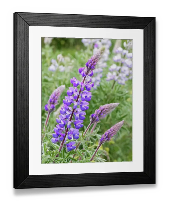 Framed Print : Spring wildflowers in full bloom on Dalles Mountain in Columbia Hills State Park Framed Print : Spring wildflowers in full bloom on Dalles Mountain in Columbia Hills State Park