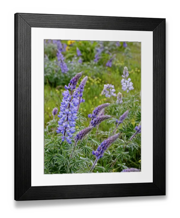 Framed Print : Spring wildflowers in full bloom on Dalles Mountain in Columbia Hills State Park Framed Print : Spring wildflowers in full bloom on Dalles Mountain in Columbia Hills State Park