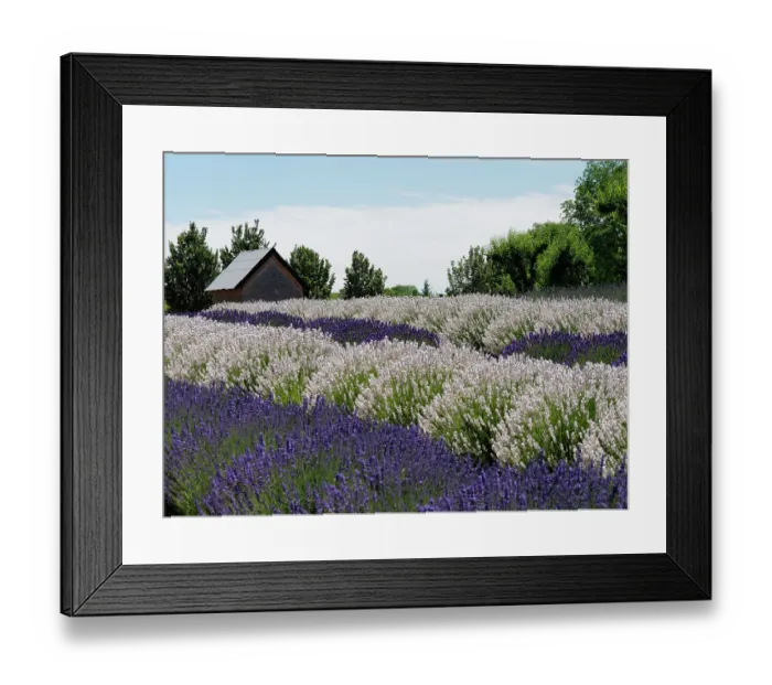 Framed Print : Lavender fields near the town of Zillah Framed Print : Lavender fields near the town of Zillah