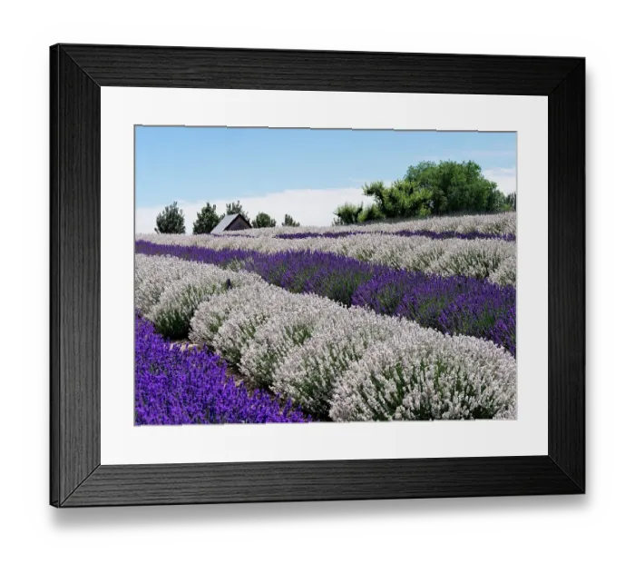 Framed Print : Lavender fields near the town of Zillah in the Yakima Valley