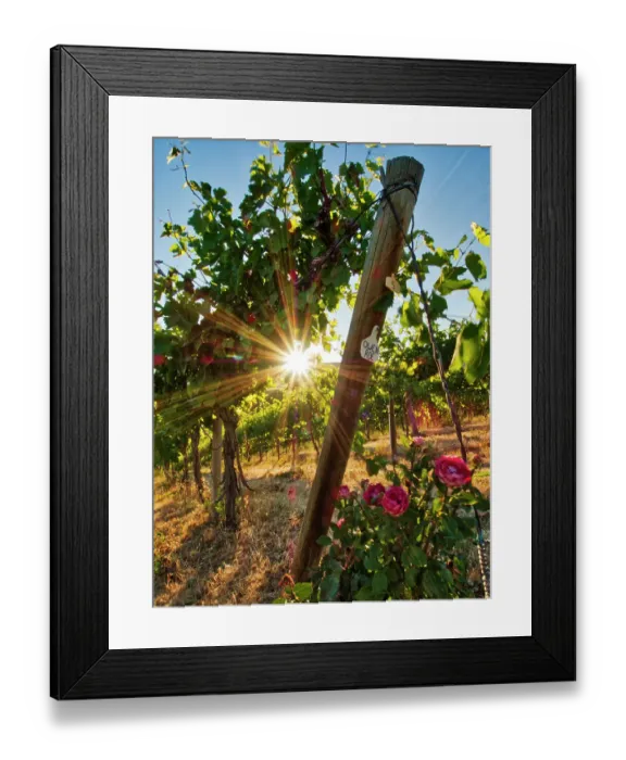 Framed Print : Bright sunlight streaming through the grape vines lined with pink roses at Red Willow Vineyard. (PR) Framed Print : Bright sunlight streaming through the grape vines lined with pink roses at Red Willow Vineyard. (PR)