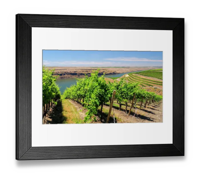 Framed Print : An extraordinary vineyard of beauty and scope carved out of a steep, south-facing slope alongside the Columbia River in the southeast corner of the Horse Heaven Hills