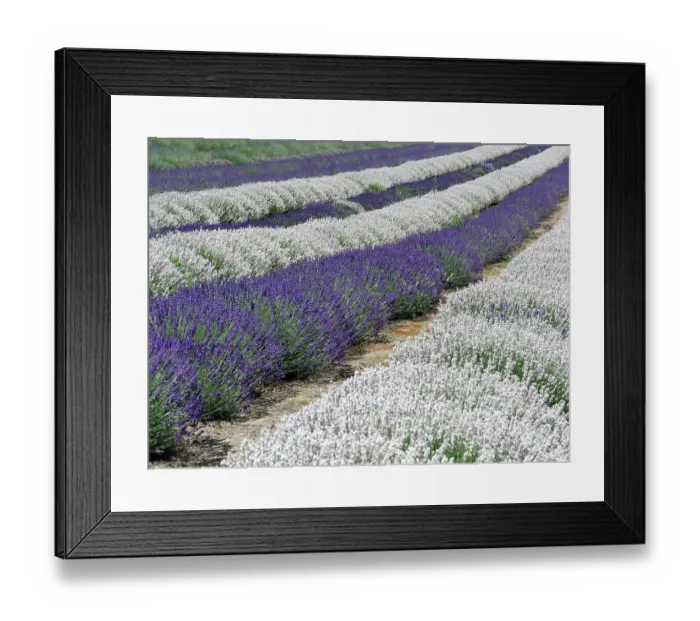 Framed Print : Lavender fields near the town of Zillah Framed Print : Lavender fields near the town of Zillah