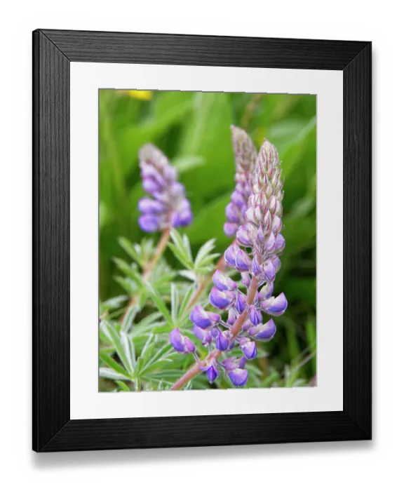 Framed Print : Spring wildflowers in full bloom on Dalles Mountain in Columbia Hills State Park Framed Print : Spring wildflowers in full bloom on Dalles Mountain in Columbia Hills State Park