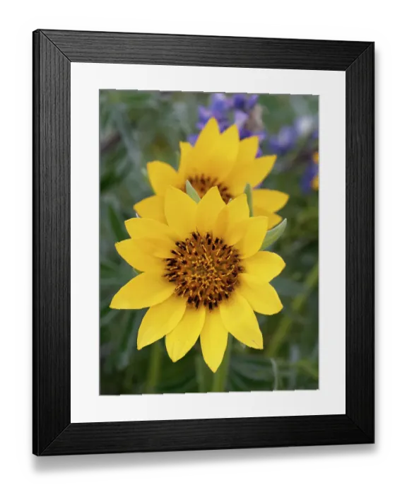 Framed Print : Spring wildflowers in full bloom on Dalles Mountain in Columbia Hills State Park