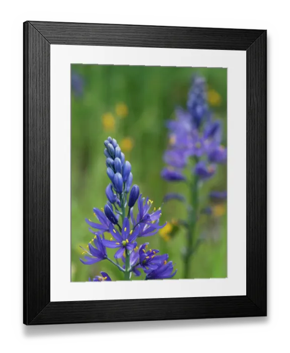 Framed Print : Closeup of lupine wildflower Framed Print : Closeup of lupine wildflower
