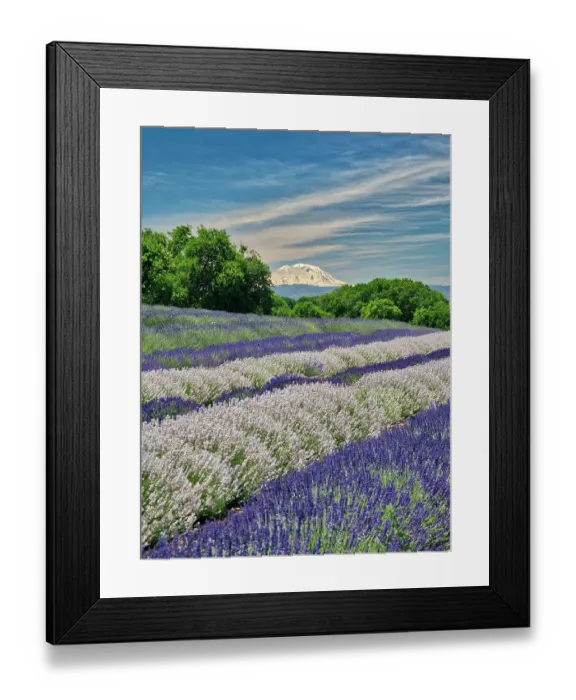 Framed Print : Lavender fields near the town of Zillah and a view of Mt. Adams Framed Print : Lavender fields near the town of Zillah and a view of Mt. Adams