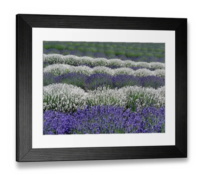 Framed Print : Lavender fields near the town of Zillah Framed Print : Lavender fields near the town of Zillah