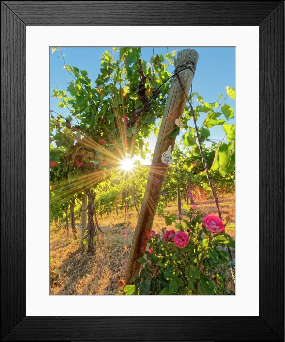 Framed Print : Bright sunlight streaming through the grape vines lined with pink roses at Red Willow Vineyard. (PR) Framed Print : Bright sunlight streaming through the grape vines lined with pink roses at Red Willow Vineyard. (PR)
