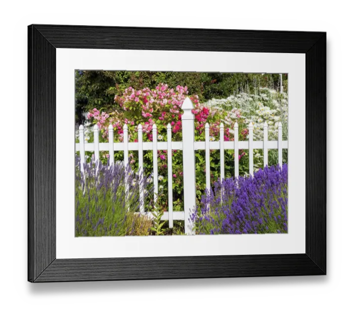 Framed Print : White picket fence with lavender and flowers at a farm near Sequim, Washington State