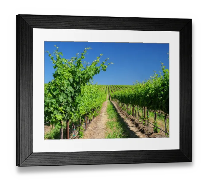 Framed Print : An extraordinary vineyard of beauty and scope carved out of a steep, south-facing slope alongside the Columbia River in the southeast corner of the Horse Heaven Hills