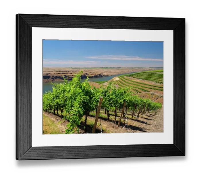 Framed Print : An extraordinary vineyard of beauty and scope carved out of a steep, south-facing slope alongside the Columbia River in the southeast corner of the Horse Heaven Hills Framed Print : An extraordinary vineyard of beauty and scope carved out of a steep, south-facing slope alongside the Columbia River in the southeast corner of the Horse Heaven Hills