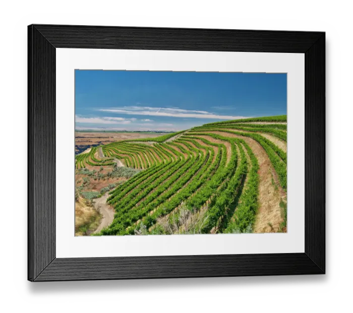 Framed Print : An extraordinary vineyard of beauty and scope carved out of a steep, south-facing slope alongside the Columbia River in the southeast corner of the Horse Heaven Hills