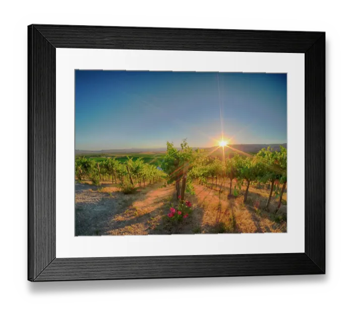 Framed Print : Bright sunlight streaming through the grape vines lined with pink roses at Red Willow Vineyard. (PR) Framed Print : Bright sunlight streaming through the grape vines lined with pink roses at Red Willow Vineyard. (PR)