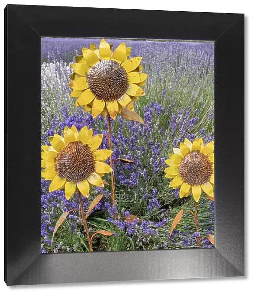 Metal sculptures of sunflowers in a field of blooming lavender in Sequim, Washington State