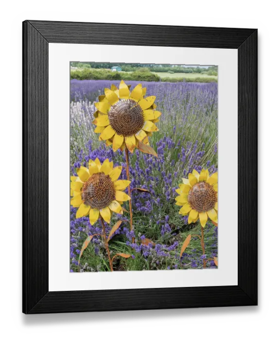 Framed Print : Metal sculptures of sunflowers in a field of blooming lavender in Sequim, Washington State Framed Print : Metal sculptures of sunflowers in a field of blooming lavender in Sequim, Washington State