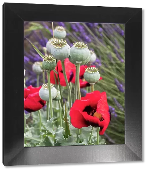 Red poppies and seed heads and lavender at a lavender farm in Sequim, Washington State