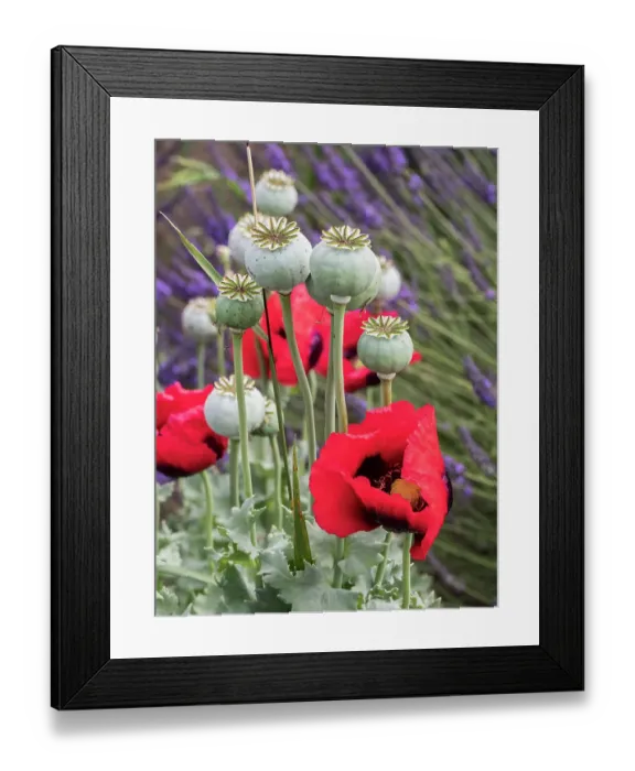 Framed Print : Red poppies and seed heads and lavender at a lavender farm in Sequim, Washington State Framed Print : Red poppies and seed heads and lavender at a lavender farm in Sequim, Washington State