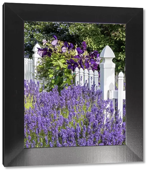 White picket fence with purple lavender and dark purple clematis