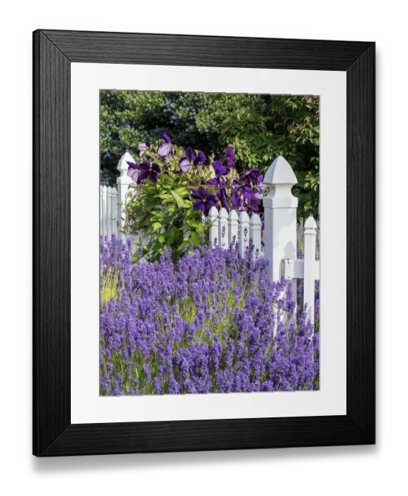 Framed Print : White picket fence with purple lavender and dark purple clematis Framed Print : White picket fence with purple lavender and dark purple clematis