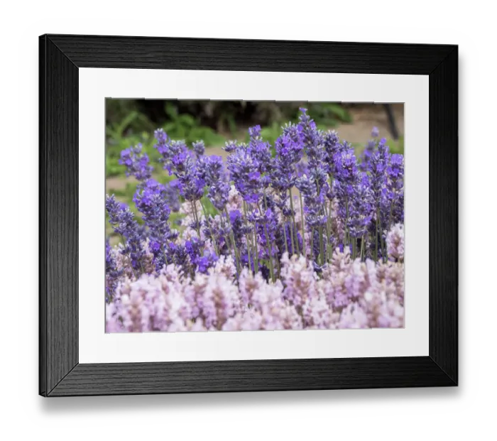 Framed Print : Purple and pink lavender in full bloom at lavender farm in Sequim, Washington State