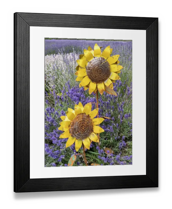 Framed Print : Metal sculptures of sunflowers in a field of blooming lavender in Sequim, Washington State
