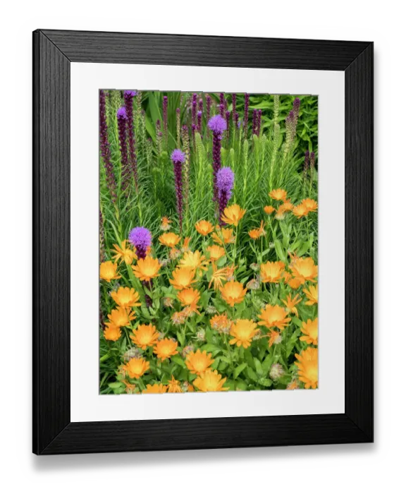 Framed Print : Bright orange calendula flowers and purple Liatris spicata blooming in a garden Framed Print : Bright orange calendula flowers and purple Liatris spicata blooming in a garden