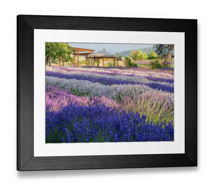 Framed Print : Lavender flowers in full bloom and gazebo at a lavender farm near Sequim, Washington State Framed Print : Lavender flowers in full bloom and gazebo at a lavender farm near Sequim, Washington State