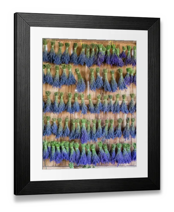 Framed Print : Lavender hanging in a shed to dry after picking at a lavender farm near Sequim, Washington State