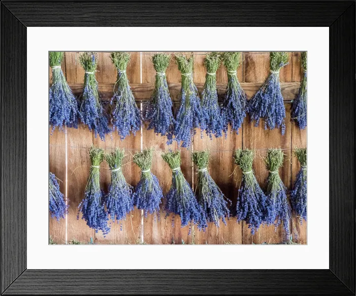 Framed Print : Lavender hanging in a shed to dry after picking at a lavender farm near Sequim, Washington State Framed Print : Lavender hanging in a shed to dry after picking at a lavender farm near Sequim, Washington State
