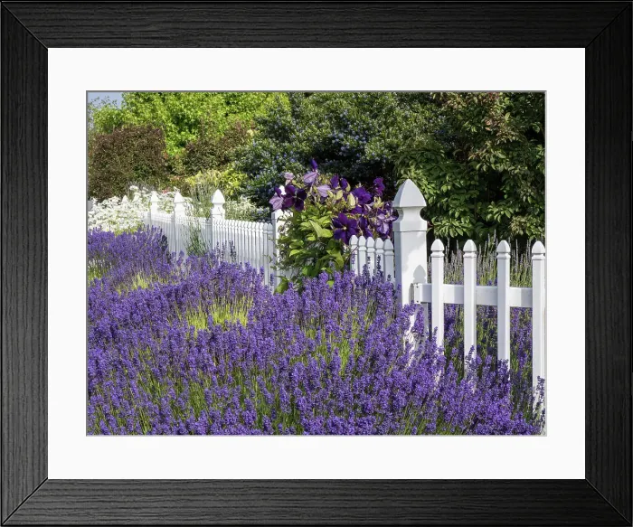 Framed Print : White picket fence with purple lavender and dark purple clematis Framed Print : White picket fence with purple lavender and dark purple clematis