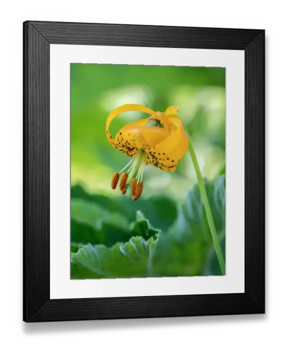 Framed Print : Orange Columbia lilies (tiger lilies) in Olympic Peninsula National Park Framed Print : Orange Columbia lilies (tiger lilies) in Olympic Peninsula National Park