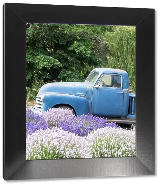 An old blue farm truck behind purple and white lavender. (Editorial Use Only)