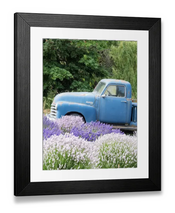 Framed Print : An old blue farm truck behind purple and white lavender. (Editorial Use Only) Framed Print : An old blue farm truck behind purple and white lavender. (Editorial Use Only)
