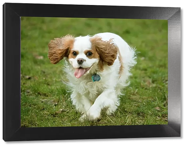 Issaquah, Washington State, USA. Two year old Cavalier King Charles Spaniel running in a grassy park in a park. (PR)