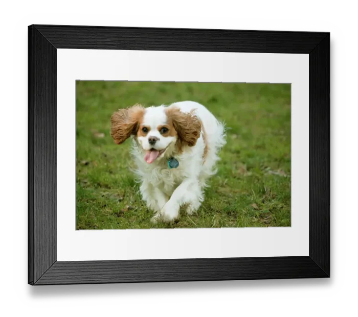 Framed Print : Issaquah, Washington State, USA. Two year old Cavalier King Charles Spaniel running in a grassy park in a park. (PR) Framed Print : Issaquah, Washington State, USA. Two year old Cavalier King Charles Spaniel running in a grassy park in a park. (PR)