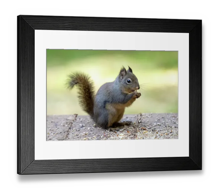 Framed Print : Issaquah, Washington State, USA. Douglas squirrel eating a peanut, standing in the middle of peanuts and birdseed