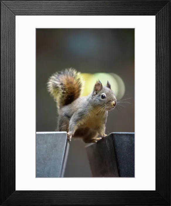Framed Print : Issaquah, Washington State, USA. Douglas squirrel straddling two empty flower pots, with a light in the background