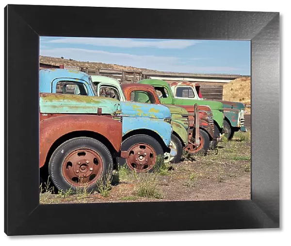 Row of old trucks in a field in the Palouse