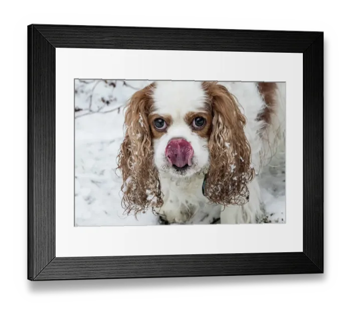 Framed Print : Issaquah, Washington State, USA. Cavalier King Charles Spaniel, hoping for a treat while playing outside on a snowy day. (PR) Framed Print : Issaquah, Washington State, USA. Cavalier King Charles Spaniel, hoping for a treat while playing outside on a snowy day. (PR)