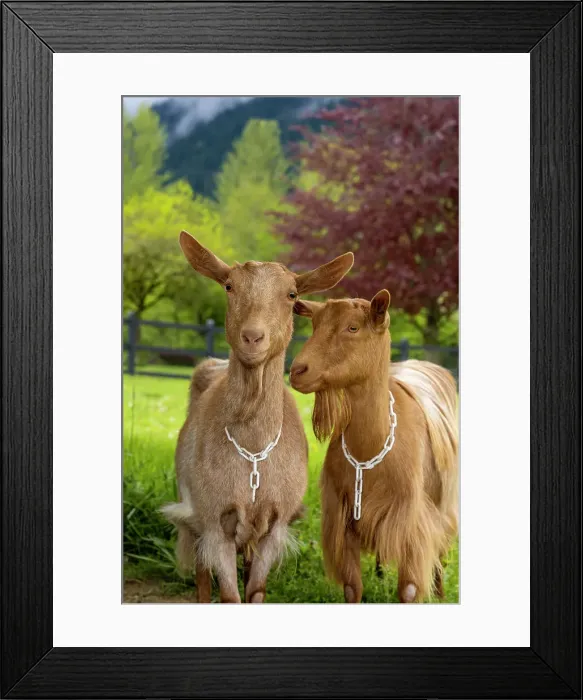 Framed Print : Issaquah, Washington State, USA. Portrait of two female guernsey goats with a meadow behind them. (PR)